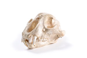 Image description is not available for 1997.1.41